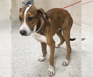 Beagle-Unknown Mix Dogs for adoption in Conroe, TX, USA