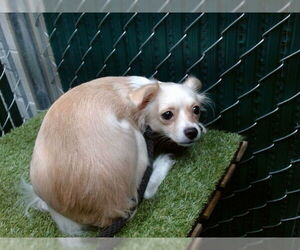 Chihuahua Dogs for adoption in Downey, CA, USA