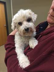 Maltese Dogs for adoption in Lee's Summit, MO, USA