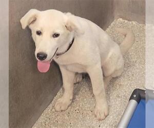 Great Pyrenees-Unknown Mix Dogs for adoption in Lodi, CA, USA