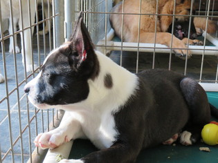 English Boston Bulldog Dogs for adoption in Effort, PA, USA