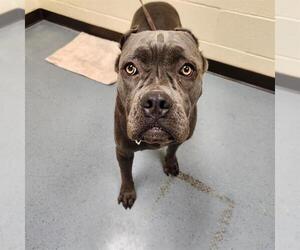 Mutt Dogs for adoption in Denver, CO, USA