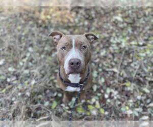 American Pit Bull Terrier Dogs for adoption in Charlotte, NC, USA