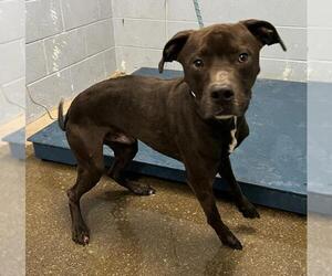 American Pit Bull Terrier Dogs for adoption in Woodland, CA, USA