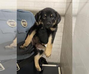 German Shepherd Dog Dogs for adoption in Stockton, CA, USA