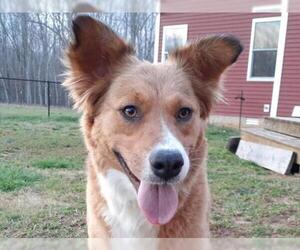 Australian Retriever Dogs for adoption in Cookeville, TN, USA