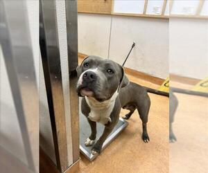 American Pit Bull Terrier Dogs for adoption in Martinez, CA, USA