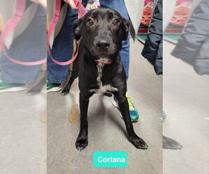 American Pit Bull Terrier-Unknown Mix Dogs for adoption in Richmond, IN, USA