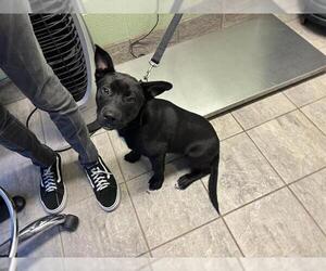 Labrador Retriever-Unknown Mix Dogs for adoption in Grand Prairie, TX, USA