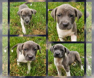 American Pit Bull Terrier-Unknown Mix Dogs for adoption in Blacksburg, SC, USA