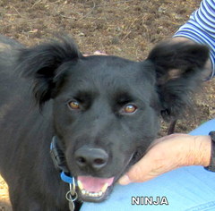 Borador Dogs for adoption in Lindsay, CA, USA