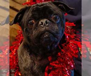 Frenchie Pug Dogs for adoption in Indianapolis, IN, USA