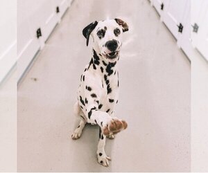 Dalmatian Dogs for adoption in Miami, FL, USA