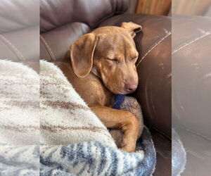 Labrador Retriever-Unknown Mix Dogs for adoption in Germantown, OH, USA