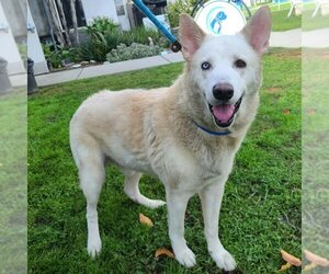 Siberian Husky Dogs for adoption in Long Beach, CA, USA