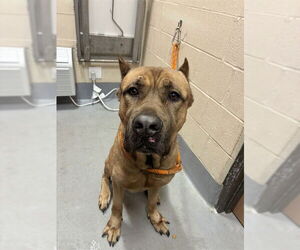 Mutt Dogs for adoption in Louisville, KY, USA