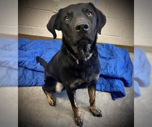 German Shorthaired Lab Dogs for adoption in Texas City, TX, USA