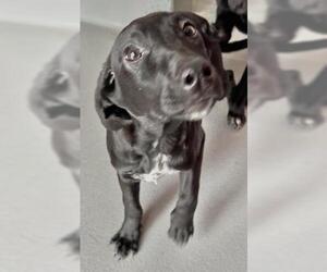 Labrador Retriever-Unknown Mix Dogs for adoption in Visalia, CA, USA