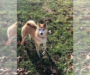 Shiba Inu Dogs for adoption in Fenton, MO, USA