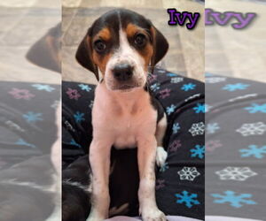 Coonhound-Unknown Mix Dogs for adoption in House Springs, MO, USA