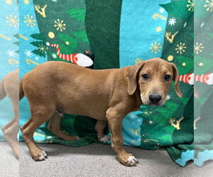 Beagle-Unknown Mix Dogs for adoption in Sterling, MA, USA
