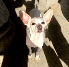 Malchi Dogs for adoption in San Bernardino , CA, USA