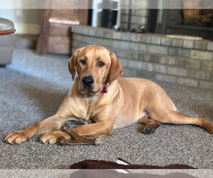 Labrador Retriever Dogs for adoption in Clovis, CA, USA