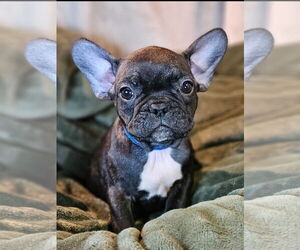 French Bulldog Dogs for adoption in Bon Carbo, CO, USA
