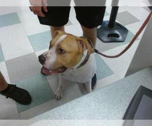 American Pit Bull Terrier-Unknown Mix Dogs for adoption in Oklahoma City, OK, USA