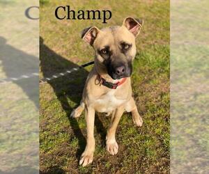 Black Mouth Cur Dogs for adoption in Paris, ME, USA