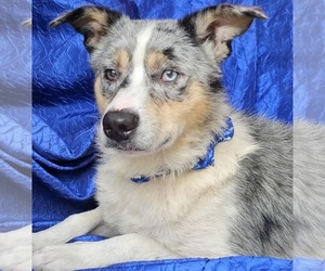 Australian Shepherd-Unknown Mix Dogs for adoption in Cuba, NY, USA