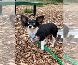Chihuahua-Unknown Mix Dogs for adoption in Waterford, VA, USA