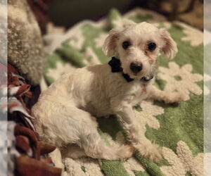 Maltipoo Dogs for adoption in Iroquois, IL, USA