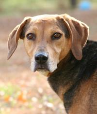 Beagle-Unknown Mix Dogs for adoption in Matthews, NC, USA