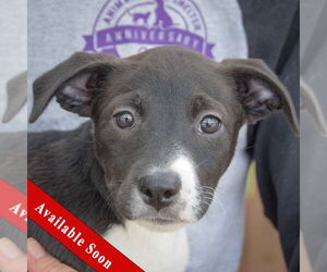 Australian Shepherd-Unknown Mix Dogs for adoption in Huntley, IL, USA