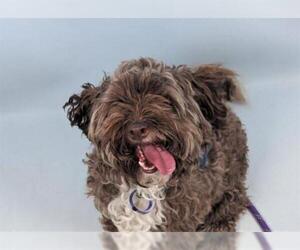 Shih-Poo Dogs for adoption in Fort Collins, CO, USA