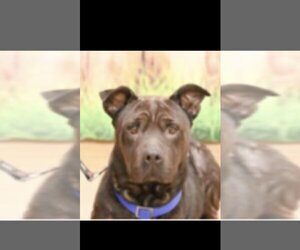 American Pit Bull Terrier-Unknown Mix Dogs for adoption in BRONX, NY, USA