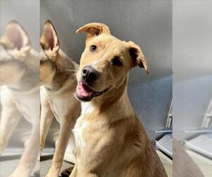 Labrador Retriever-Unknown Mix Dogs for adoption in San Bernardino, CA, USA