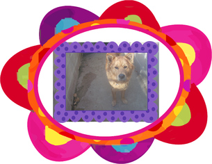 Chow Chow Dogs for adoption in KELLYVILLE, OK, USA