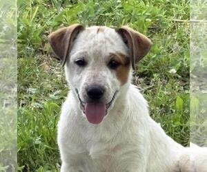 German Shorthaired Pointer-Unknown Mix Dogs for adoption in Yardley, PA, USA
