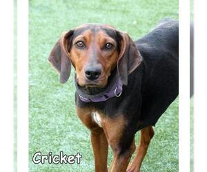 Black and Tan Coonhound Dogs for adoption in Mason, MI, USA