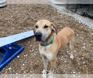 Great Dane Dogs for adoption in Foristell, MO, USA