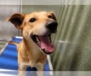 German Shepherd Dog Dogs for adoption in Downey, CA, USA