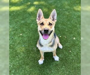 German Shepherd Dog Dogs for adoption in Salinas, CA, USA