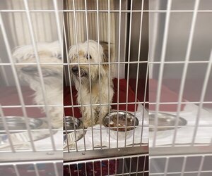 Cairn Terrier Dogs for adoption in New York, NY, USA