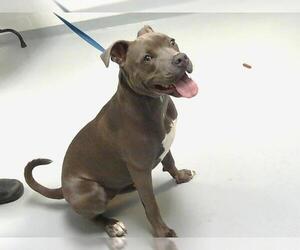 American Pit Bull Terrier Dogs for adoption in St. Cloud, FL, USA