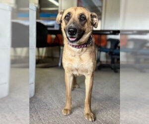Mutt Dogs for adoption in Williamsburg, NM, USA