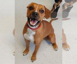 Bogle Dogs for adoption in Bemidji, MN, USA