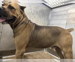 Mutt Dogs for adoption in San Bernardino, CA, USA