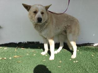 Akita Dogs for adoption in Visalia, CA, USA